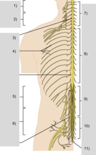 Lab 6 Spinal Cord Special Senses And Pns Histology Flashcards Quizlet