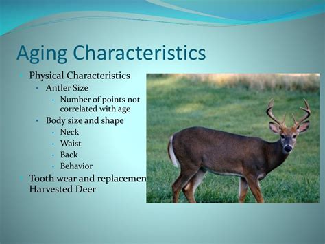 PPT - Aging White-tailed deer by tooth wear and replacement PowerPoint Presentation - ID:481398