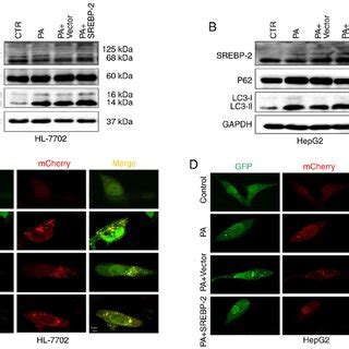 Pa Induces Intracellular Lipid Accumulation In Hepg Cells A Hepg