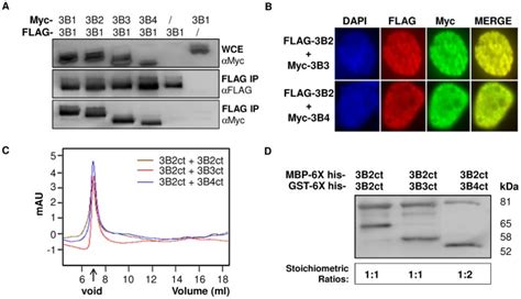 A Combinations Of Myc And Flag Tagged Isoforms Were Expressed In