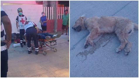 Motociclista Atropella Y Mata A Perro T Lde