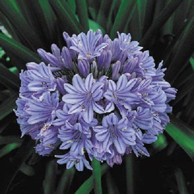 Agapanthus praecox BLUE (100 seeds) – Lifestyle Seeds