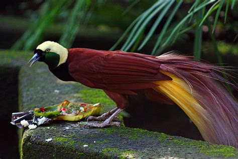 paradisaea junglekeyfr image