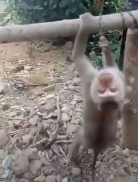 Baby monkeys suffering sick abuse by vile ‘owners’ sharing torture videos online | This is ...