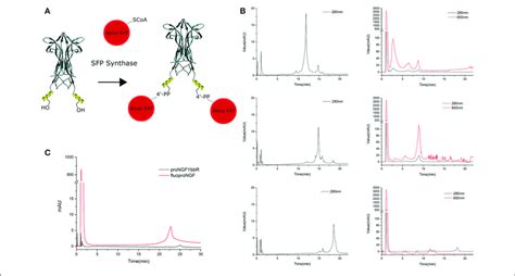 Labeling Strategy And Fluonts Hplc Purification A Schematic Download Scientific Diagram