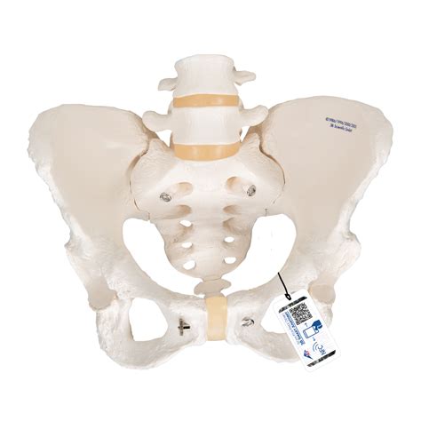 Becken Skelett Modell Weiblich B Smart Anatomy A