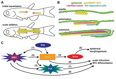 Wnt Catenin Regulates An Ancient Signaling Network During Zebrafish