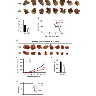 Icaritin Inhibits The Growth Of Orthotopic And Subcutaneous Hepa