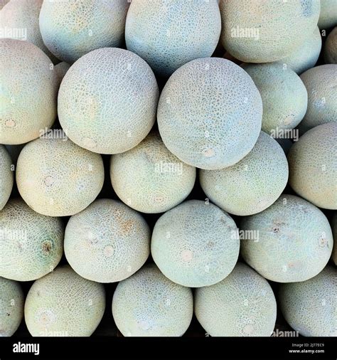 Whole Cantaloupe Melons Up Close Cucumis Melo Reticulatus Variety