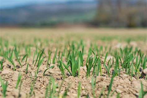 What Causes Dirt Piles In The Grass Storables