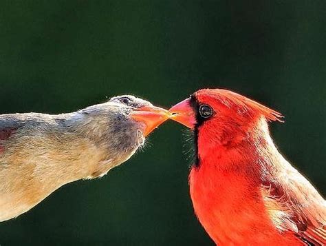 Kissing Cardinals Digital Art By Christin Hanley Pixels