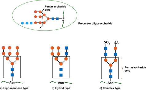 Types Of N Linked Glycans All N Linked Glycans Start From The