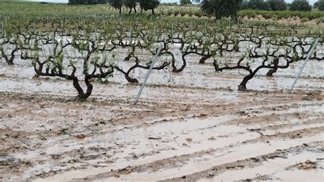 Da Os Pedrisco Utiel El Granizo Da O Mil Hect Reas Con P Rdidas De Un