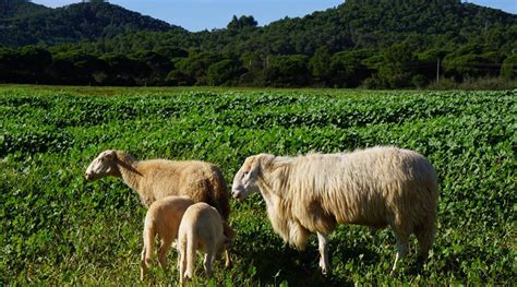 Agricultura hace un nuevo pago de las ayudas de la PAC 2023 de más de 4