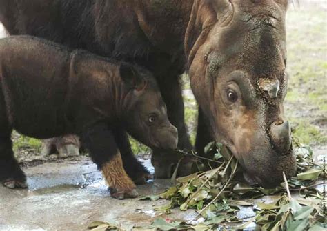 Baby Sumatran Rhino » GagDaily News