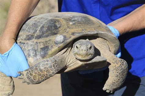 Biologists in Slow and Steady Race to Help North America’s Largest and ...