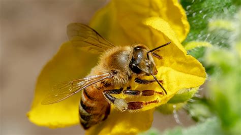 ミツバチはかわいい特徴や生態天敵への対抗策などをご紹介