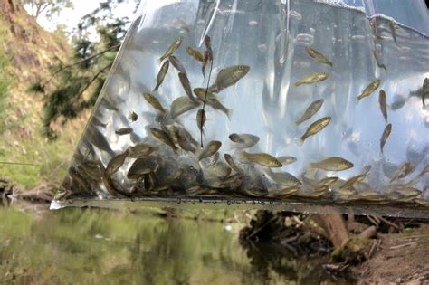 Another Successful 4 Release — Uarah Fisheries The First Murray Cod