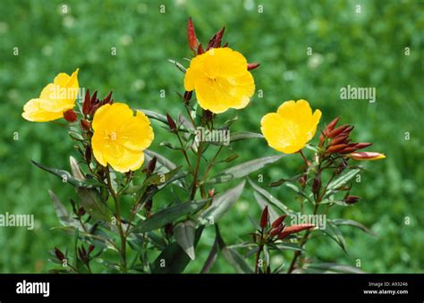 Oenothera Biennis Common Evening Primrose Evening Star Stock Photo