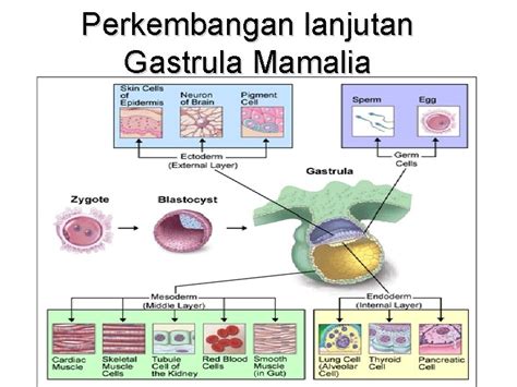 Organogenesis Awal Neurulasi M K Embriologi Hewan Siti