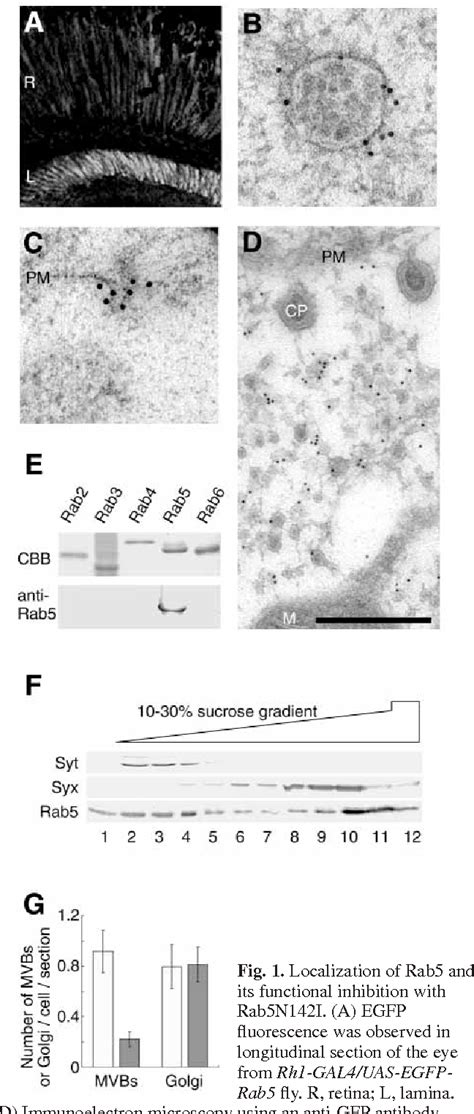 Figure From An Essential Role Of Rab In Uniformity Of Synaptic