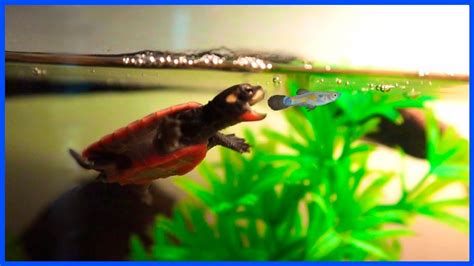 Do Red Ear Slider Turtles Eat Fish