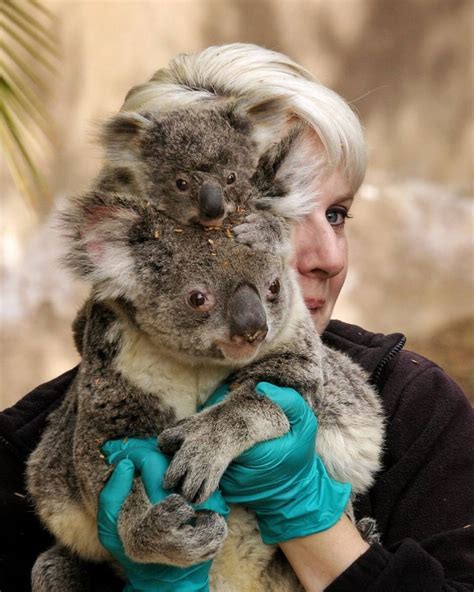 A Woman Holding A Koala In Her Arms And Wearing Blue Gloves On It S Chest