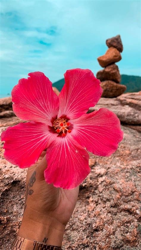 Pin De Carly Suarez Em Fondos De Pantalla Belas Fotos De Flores