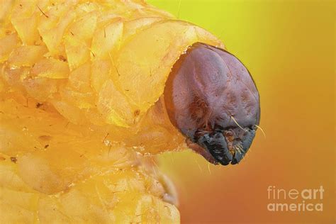 Chestnut Weevil Grub Photograph By Ozgur Kerem Bulurscience Photo