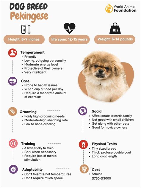 Pekingese History Traits Temperament And Training