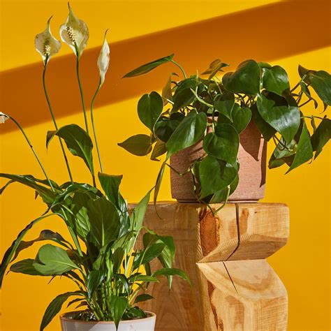 Air Purifying Indoor Plants With Names