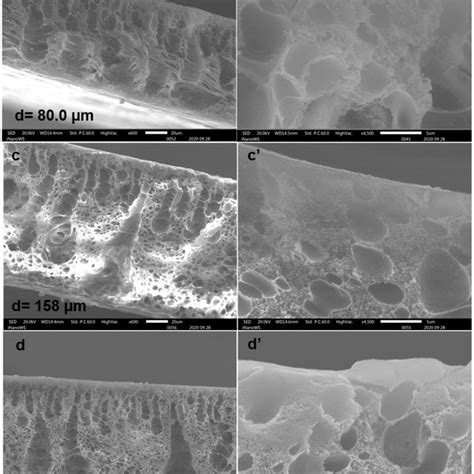 Sem Micrographs For The Membranes Prepared A Pristine Pes P H