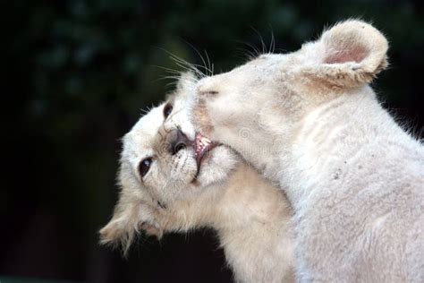 White Lion Cubs Kissing Stock Image Image Of Friends 4345767