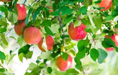 Best Apple Orchards In North Dakota Minneopa Orchards