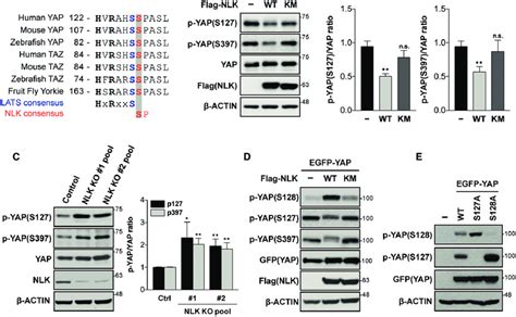 Yap Phosphorylation At Ser By Nlk Attenuates Phosphorylation At