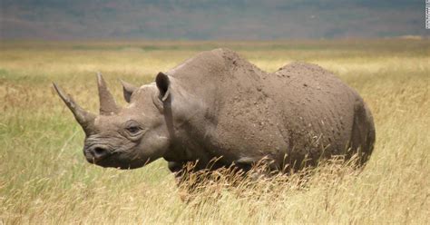 Namibia Reservations: Western Black rhino declared EXTINCT