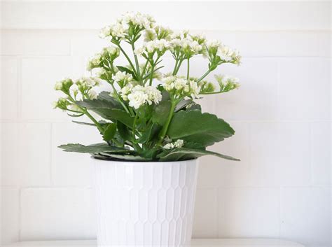 White Kalanchoe