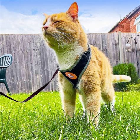 Cat Harness Instructions – Meow Safe