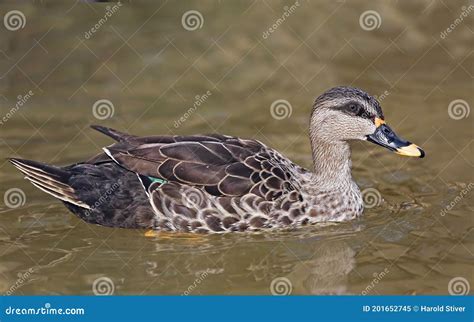 Close Up Of A Indian Spot Billed Duck Anas Poecilorhyncha Stock Image