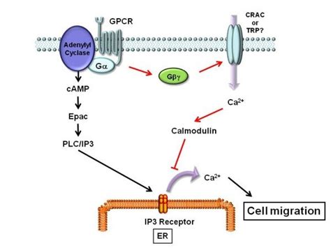 Calcium And Ip3 In Signaling Pathways