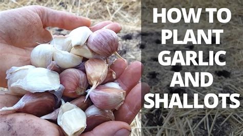 How To Plant Garlic And Shallots Hardneck And Softneck