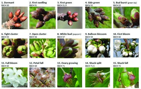 Phenological Stages In Sweet Cherry With Reference To The Bbch Growth