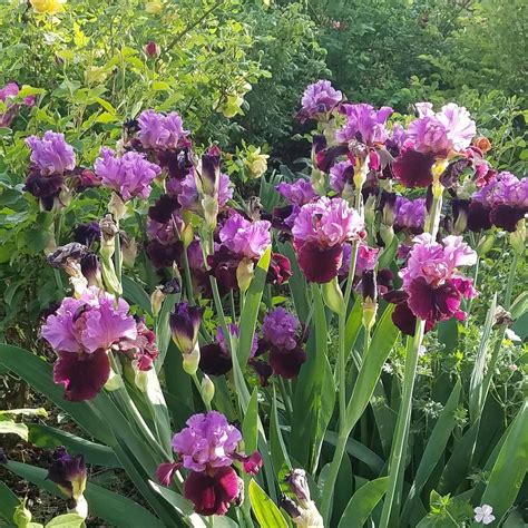 Photo Of The Entire Plant Of Tall Bearded Iris Iris I M Back Posted