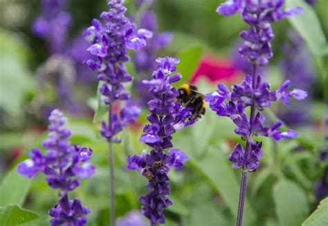 Purple Flowers That Attract Bees And Butterflies 30 Best Flowers To