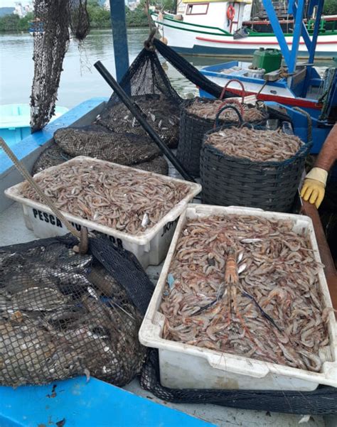 Iniciada a temporada da pesca de camarão e tainha em Navegantes Penha