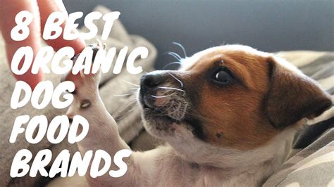 8 Best Organic Dog Food Brands - WeCookin