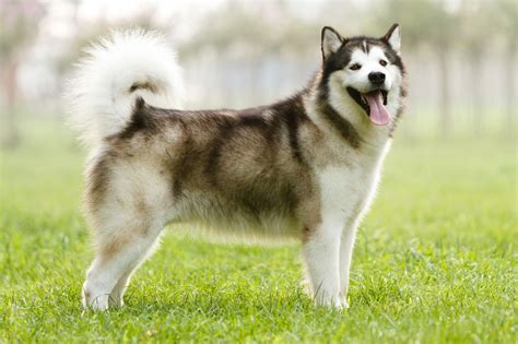 Alaskan Husky Breed Temperament Lifespan Shedding Puppy