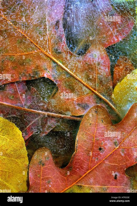 Frozen Autumn Leaves North America Stock Photo Alamy