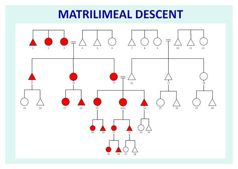 Matrilineal Kinship Chart EdrawMax Template