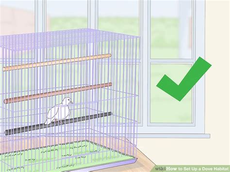 3 Ways to Set Up a Dove Habitat - wikiHow Pet